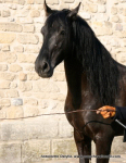 Baturo Cheval du clip Je te dis tout de Mylène Farmer